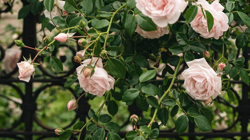 rosor i Almedalen