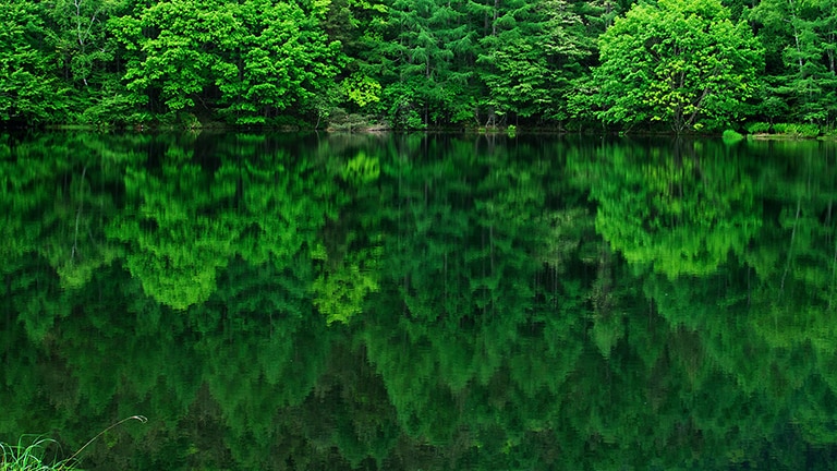 gron skog speglas i sjö