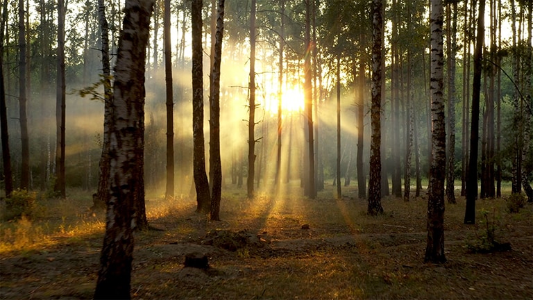 gryningsljus i skog